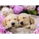 Ravensburger puzzel 300 stukjes 9+Schattige hondjes in een mand